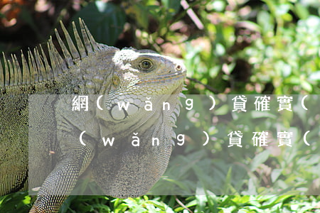 網(wǎng)貸確實(shí)還不起(網(wǎng)貸確實(shí)還不起了怎么辦)