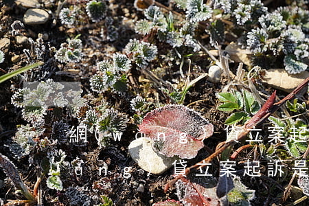網(wǎng)貸立案起訴是真的嗎(網(wǎng)貸立案起訴是真的嗎)