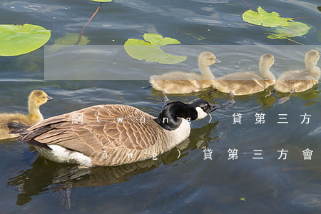 網(wǎng)貸第三方會上門催收嗎(網(wǎng)貸第三方會上門催收嗎)