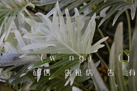 網(wǎng)貸經(jīng)常逾期的征信報告(征信報告沒有逾期 但是網(wǎng)貸記錄太多怎么辦)