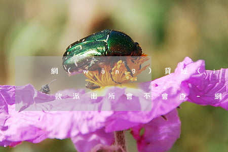 網(wǎng)貸經(jīng)過銀行還款派出所會不會查-網(wǎng)貸會通過派出所找到我么