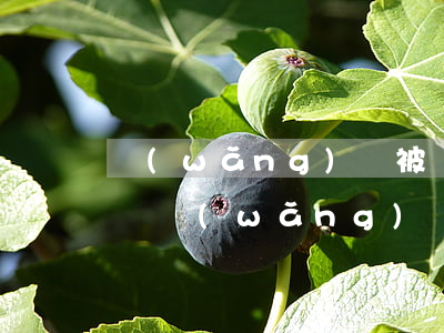 網(wǎng)貸被發(fā)律師函怎么辦(網(wǎng)貸發(fā)了律師函怎么辦)