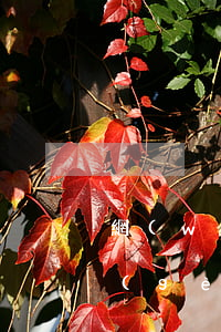 網(wǎng)貸被起訴了，最后只還本金個(gè)違約金嗎-網(wǎng)貸被起訴只還本金可以嗎
