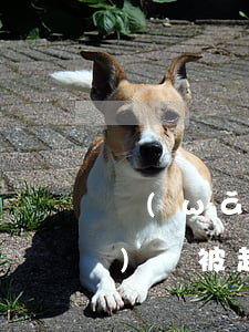 網(wǎng)貸被起訴利息 網(wǎng)貸被起訴利息怎么算
