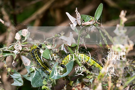 網(wǎng)貸被起訴利息(網(wǎng)貸起訴要還罰息嗎)