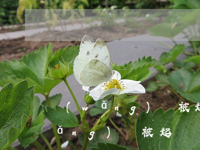 網(wǎng)貸被起訴只收到短信(網(wǎng)貸被起訴發(fā)來短信)