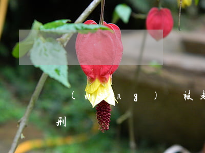 網(wǎng)貸被起訴會(huì)被判刑嗎