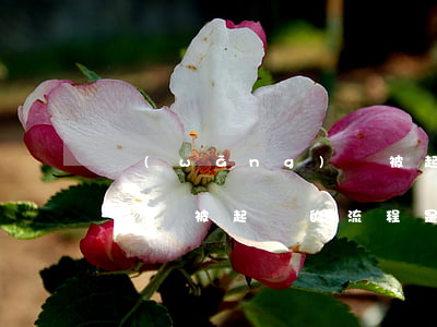 網(wǎng)貸被起訴案例(網(wǎng)貸被起訴的流程是什么樣的)