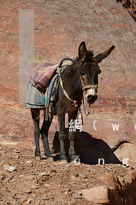 網(wǎng)貸被起訴開庭通知-網(wǎng)貸被起訴開庭通知怎么寫