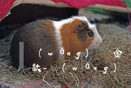 網(wǎng)貸資金沒到賬是不是不用還款-網(wǎng)貸資金沒到賬是不是不用還款會(huì)影響征信嗎