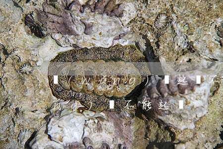 網(wǎng)貸起訴不同意分期(網(wǎng)貸不能起訴)