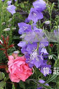 網(wǎng)貸起訴做坐牢(網(wǎng)貸起訴了法院抓人嗎)