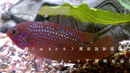 網(wǎng)貸起訴前還錢(qián)-網(wǎng)貸被起訴開(kāi)庭前還清欠款能撤訴嗎