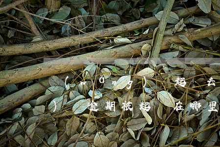 網(wǎng)貸起訴去哪查(網(wǎng)貸逾期被起訴在哪里查)