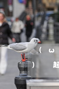 網(wǎng)貸起訴所在地 網(wǎng)貸起訴所在地法院管轄