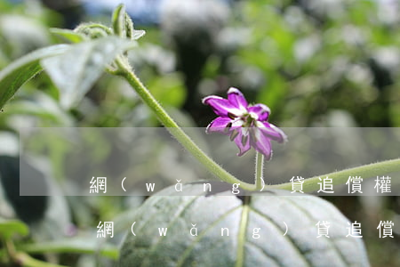 網(wǎng)貸追償權(quán)起訴 網(wǎng)貸追償權(quán)糾紛