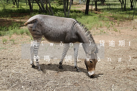 網(wǎng)貸逾期1300元開庭是真的嗎-網(wǎng)貸逾期1300元開庭是真的嗎嗎