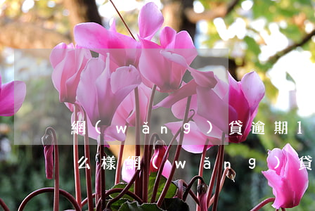 網(wǎng)貸逾期1天會(huì)怎么樣(網(wǎng)貸逾期1年會(huì)怎么樣)