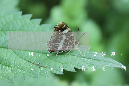 網(wǎng)貸逾期20天提出還款(網(wǎng)貸逾期2個(gè)小時(shí)怎么辦)