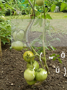 網(wǎng)貸逾期20萬(wàn)無(wú)力償還(網(wǎng)貸逾期無(wú)法償還)