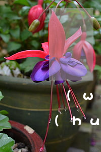 網(wǎng)貸逾期2萬(wàn)多會(huì)怎樣(網(wǎng)貸逾期2萬(wàn)多會(huì)怎樣)