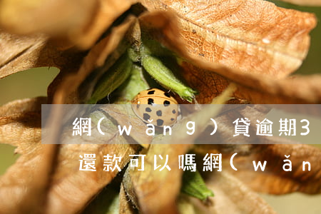 網(wǎng)貸逾期3個(gè)月后再還款可以嗎(網(wǎng)貸逾期兩個(gè)月再還會(huì)怎么樣)