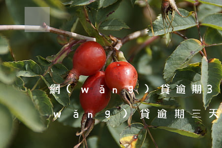 網(wǎng)貸逾期3個月上征信嗎(網(wǎng)貸逾期三天會上征信嗎)
