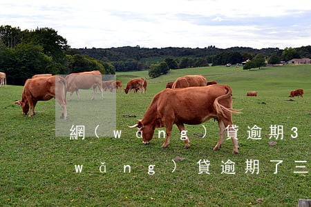 網(wǎng)貸逾期3年后會起訴嗎(網(wǎng)貸逾期了三年會不會被起訴)