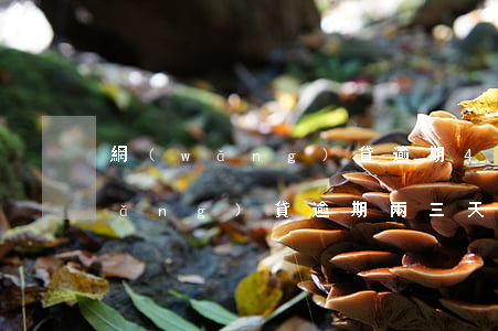 網(wǎng)貸逾期4天了怎么辦(網(wǎng)貸逾期兩三天有沒有影響)