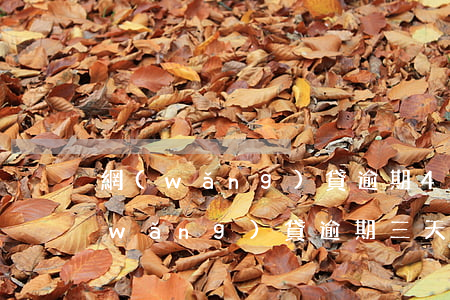 網(wǎng)貸逾期4天爆通訊錄嗎(網(wǎng)貸逾期三天爆通訊錄怎么辦?)