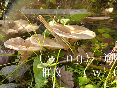 網(wǎng)貸逾期5千會(huì)上門催收嗎(網(wǎng)貸5000逾期會(huì)上門催收嗎)