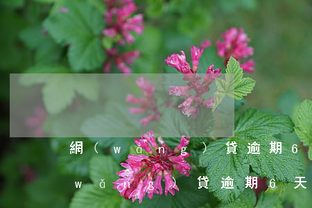 網(wǎng)貸逾期6個月就上征信(網(wǎng)貸逾期6天上征信怎樣清除)