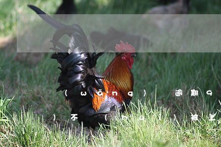 網(wǎng)貸逾期900多會(huì)不會(huì)被上訴（網(wǎng)貸逾期98萬(wàn)）