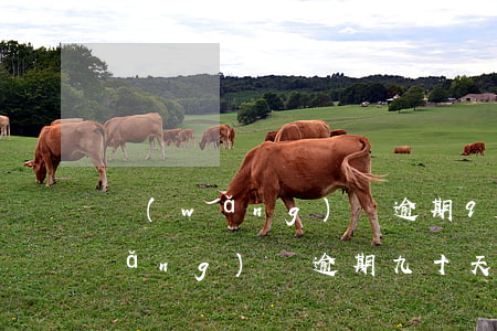 網(wǎng)貸逾期9天上征信嗎(網(wǎng)貸逾期九十天以上會(huì)怎么樣)