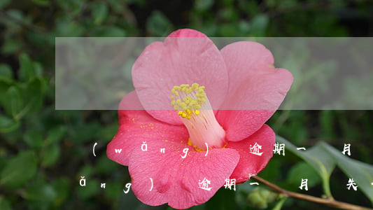 網(wǎng)貸逾期一個月會失信(網(wǎng)貸逾期一個月會失信)