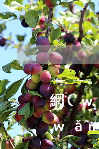 網(wǎng)貸逾期一天利息75元(網(wǎng)貸逾期一千多天)