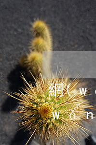網(wǎng)貸逾期一天會上報征信(網(wǎng)貸逾期2天上報征信了會有什么影響)