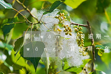 網(wǎng)貸逾期一年了算老賴嗎(網(wǎng)貸逾期一年了算老賴嗎)
