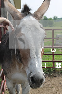 網(wǎng)貸逾期一年四千塊會(huì)起訴嗎 網(wǎng)貸一千塊逾期4年了怎么辦