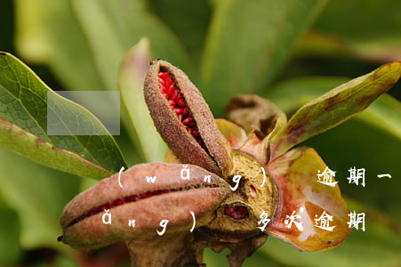 網(wǎng)貸逾期一次性還好嗎(網(wǎng)貸多次逾期還款有什么影響)