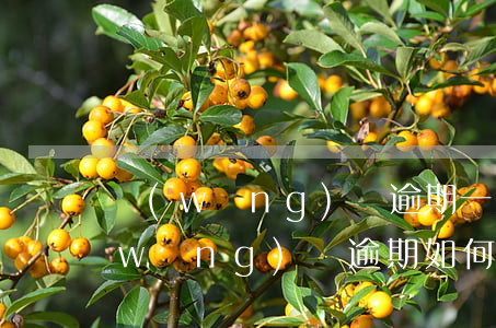 網(wǎng)貸逾期一次還完怎么辦(網(wǎng)貸逾期如何還款)