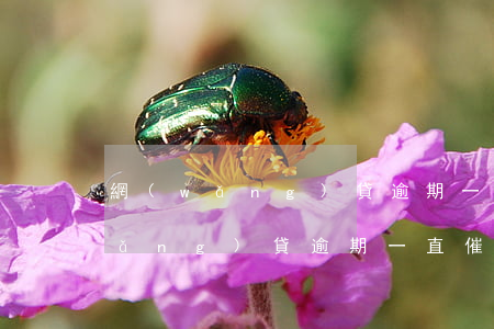 網(wǎng)貸逾期一般怎么催款(網(wǎng)貸逾期一直催怎么辦)