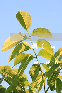 網(wǎng)貸逾期三個月后還怎么(網(wǎng)貸逾期三個月后還怎么)
