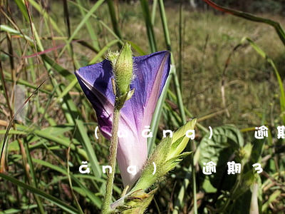 網(wǎng)貸逾期三個月還催嗎(網(wǎng)貸逾期3個月)