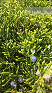 網(wǎng)貸逾期上報征信咋辦(上征信的網(wǎng)貸逾期)