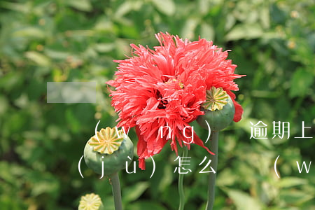 網(wǎng)貸逾期上大數(shù)據(jù)怎么辦(網(wǎng)貸有逾期還清了還會(huì)影響大數(shù)據(jù)嗎)
