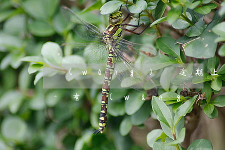 網(wǎng)貸逾期上征信了能辦信用卡-有網(wǎng)貸逾期的可以辦信用卡嗎