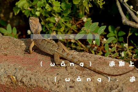 網(wǎng)貸逾期上門(mén)犯法嗎(網(wǎng)貸逾期上門(mén)違法嗎)