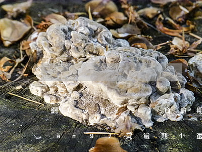 網(wǎng)貸逾期不想連累老公(網(wǎng)貸逾期不還有什么后果)