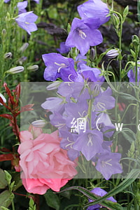 網(wǎng)貸逾期不給免利息罰息